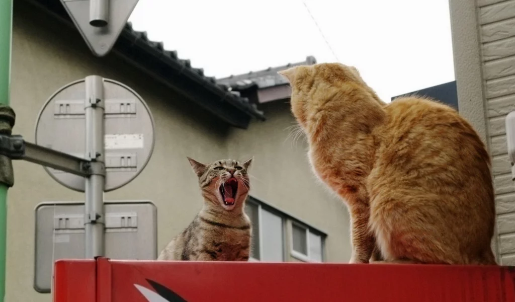 разборки, город, двое, коты