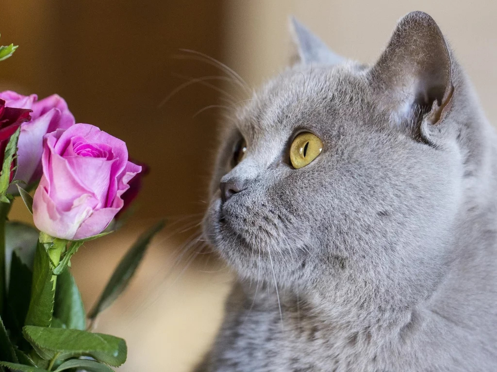 котёнок, роза