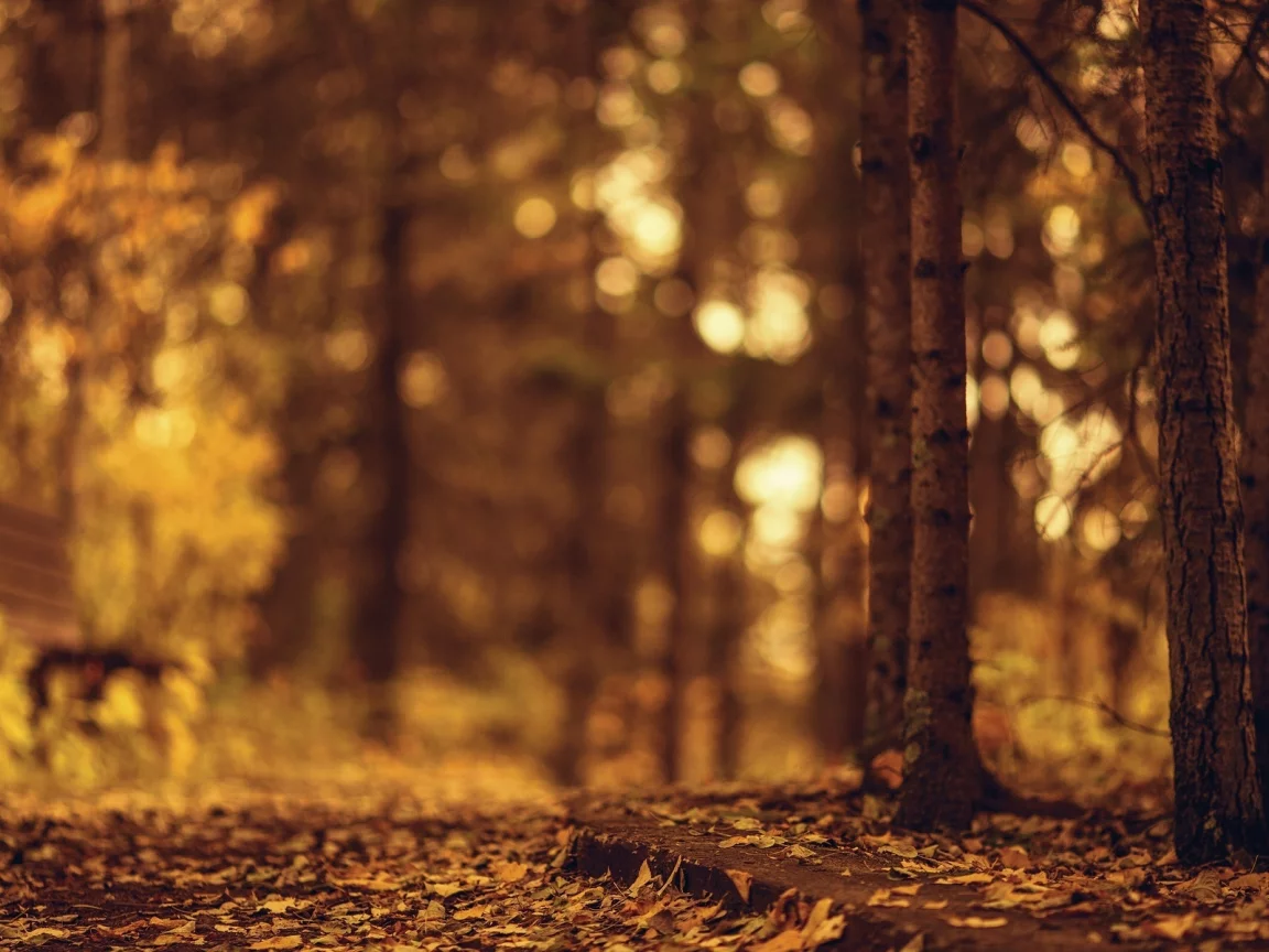 деревья, листочки, листья, autumn, дерево, осень, природа