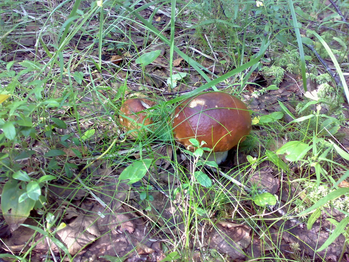 Грибы, лес