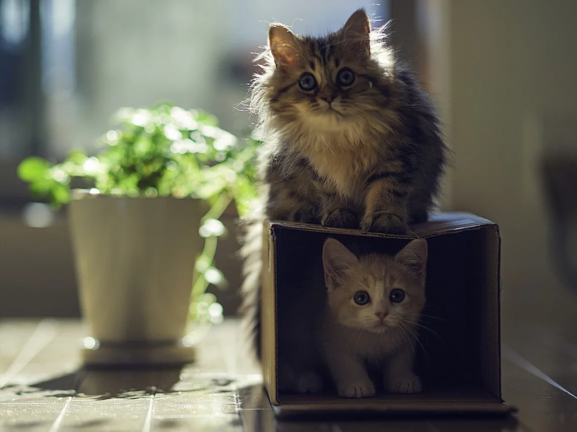 котята, коробка, играют