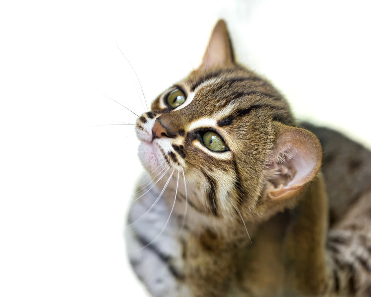 дикая, кошка, фон
