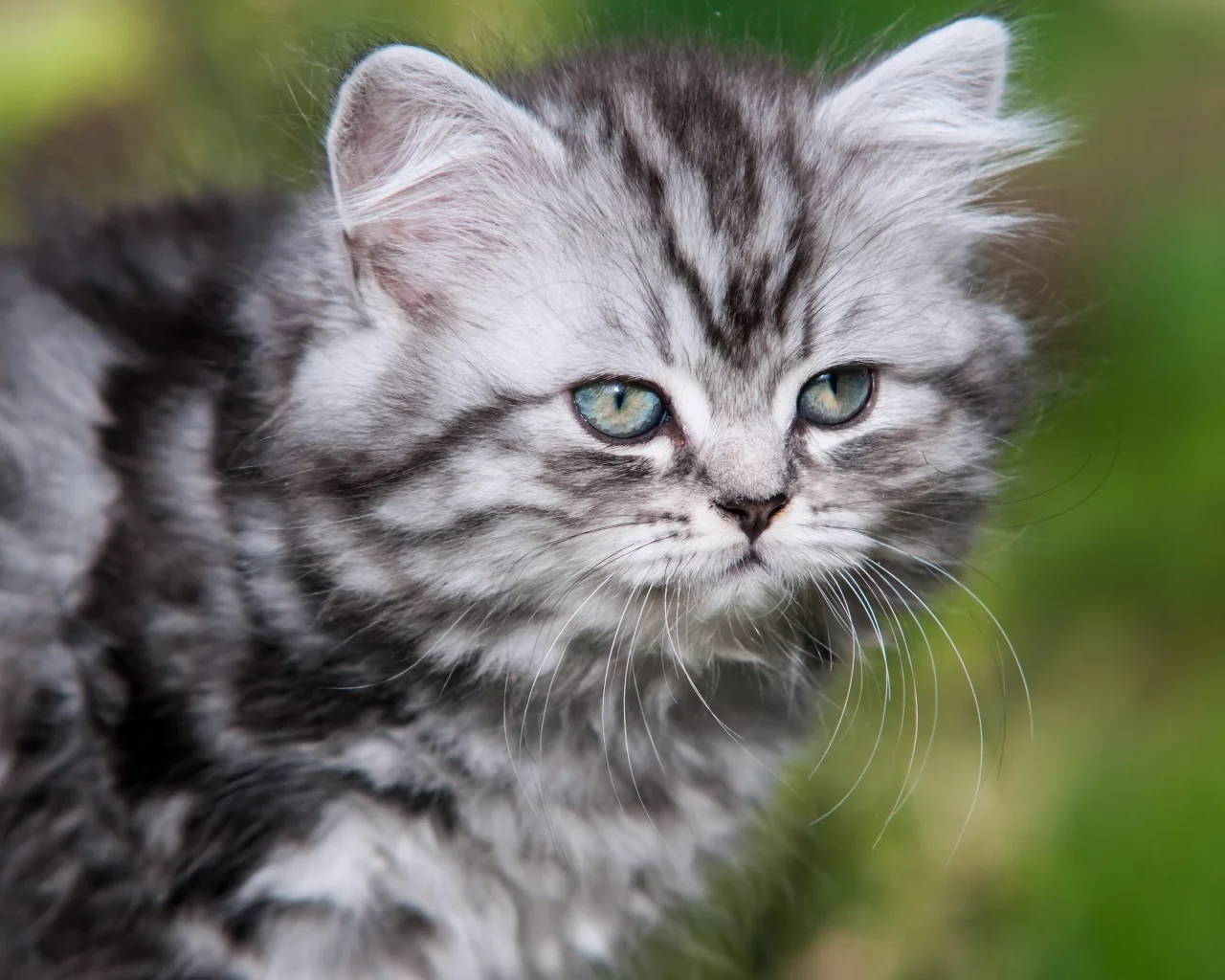 Британская длинношерстная кошка, котёнок, усы