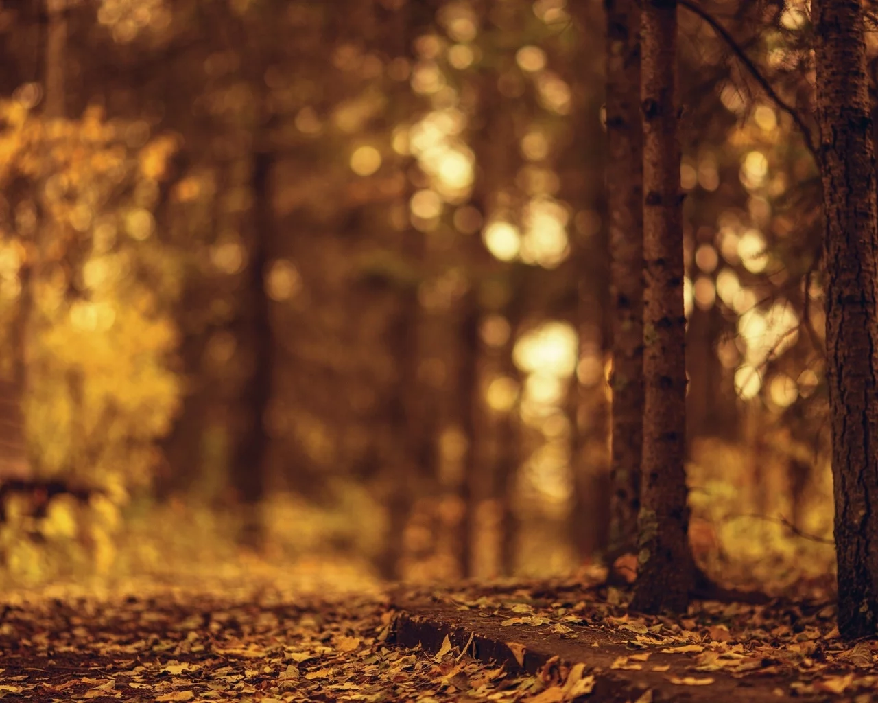 деревья, листочки, листья, autumn, дерево, осень, природа