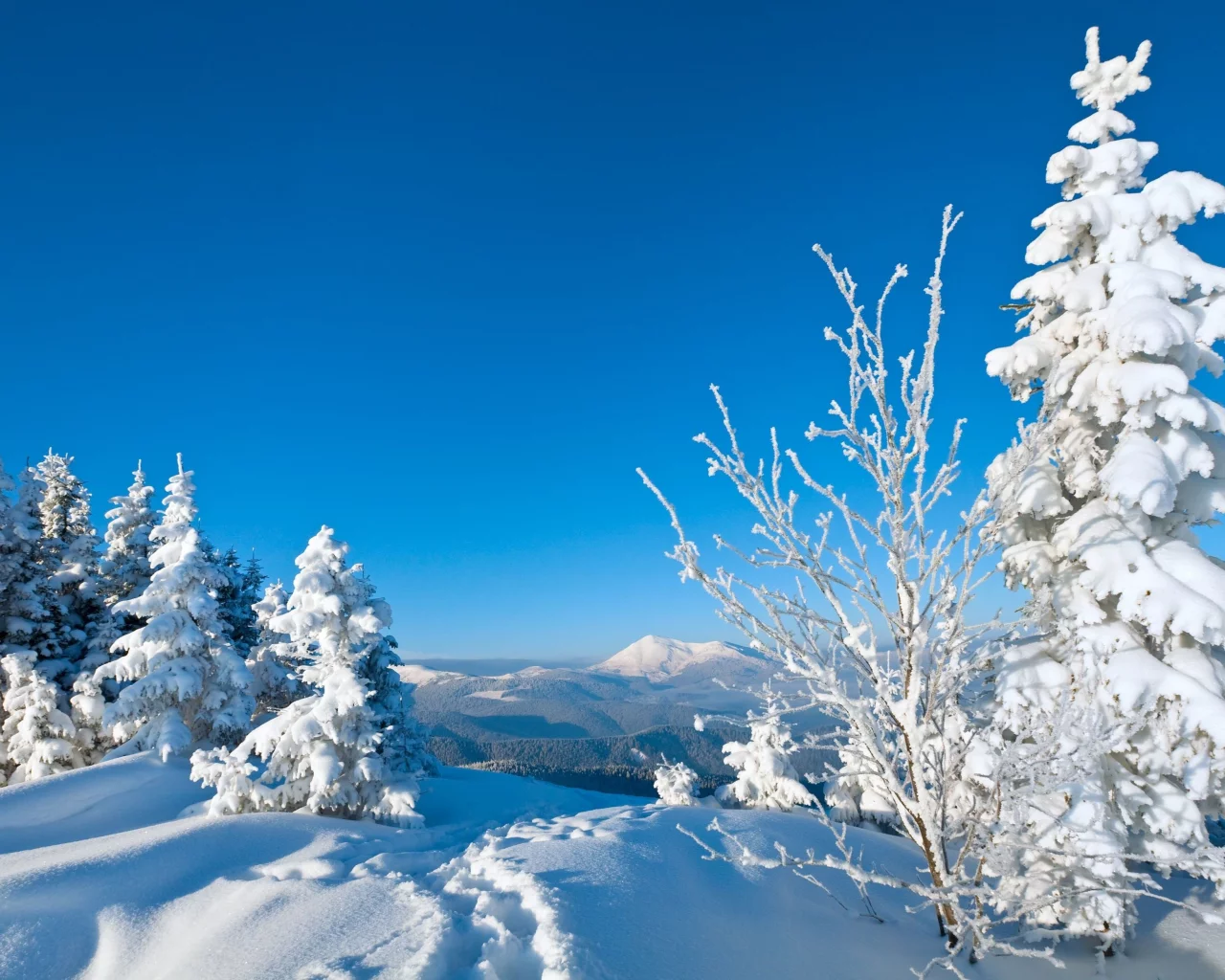 следы, деревья, snow, снег, зима, елки, дерево, природа, winte