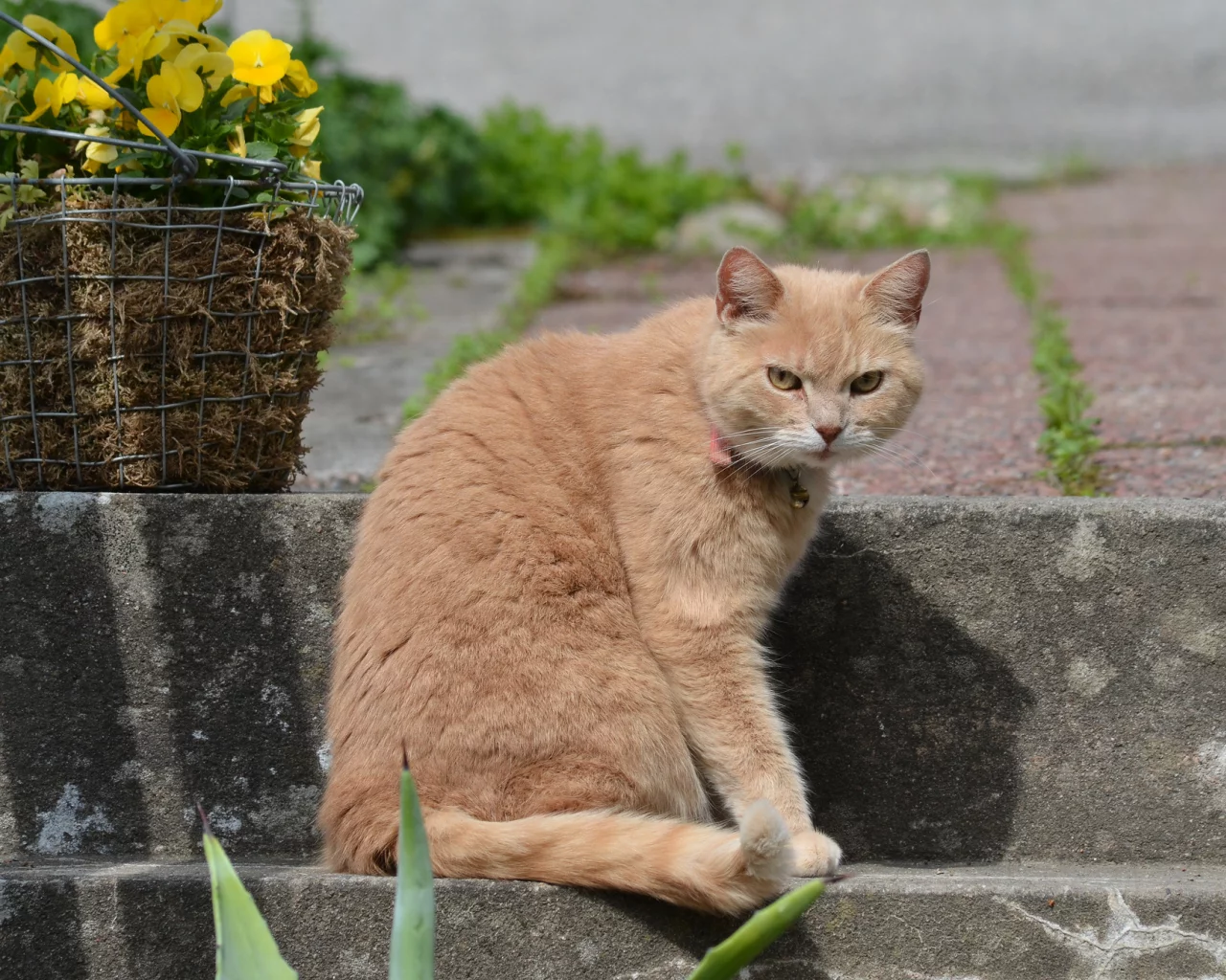 цветы, кот, взгляд, корзина, рыжий, ступени