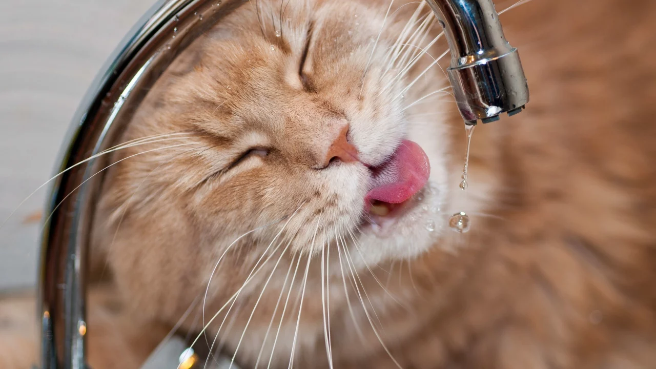 котэ, морда, жажда, кран, вода, капли
