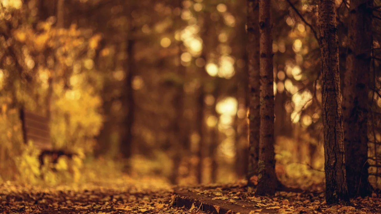 деревья, листочки, листья, autumn, дерево, осень, природа