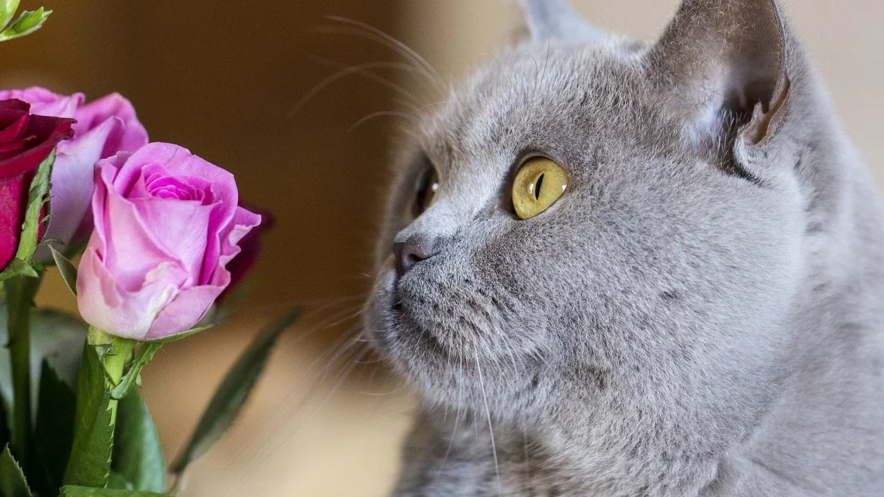 котёнок, роза