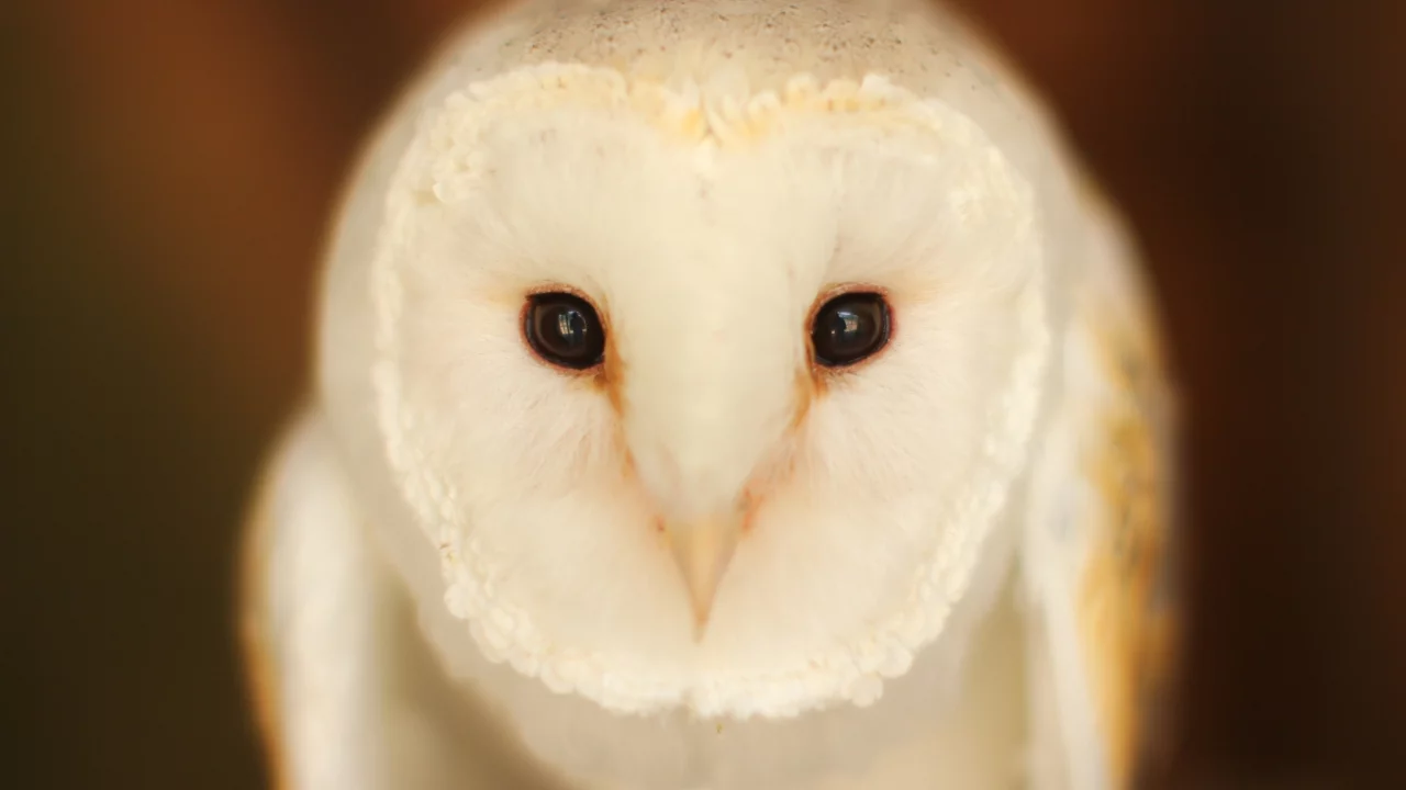 Barn Owl, птица, сова, взгляд
