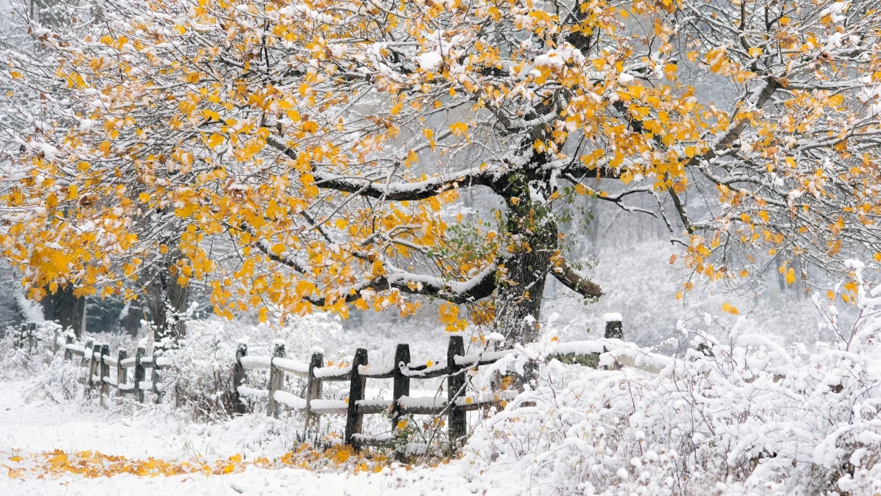 дерево, осень, снег