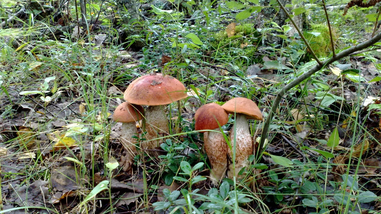 Грибы, лес