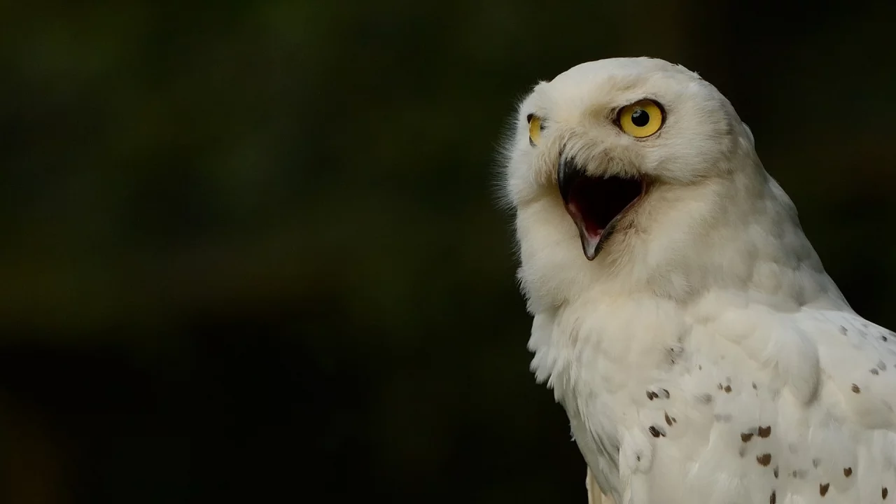 полярная сова, белая сова, snowy owl