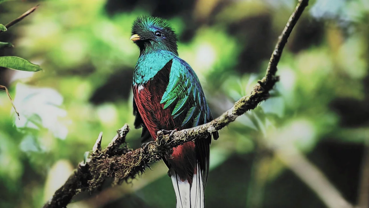Quetzal, guatemala