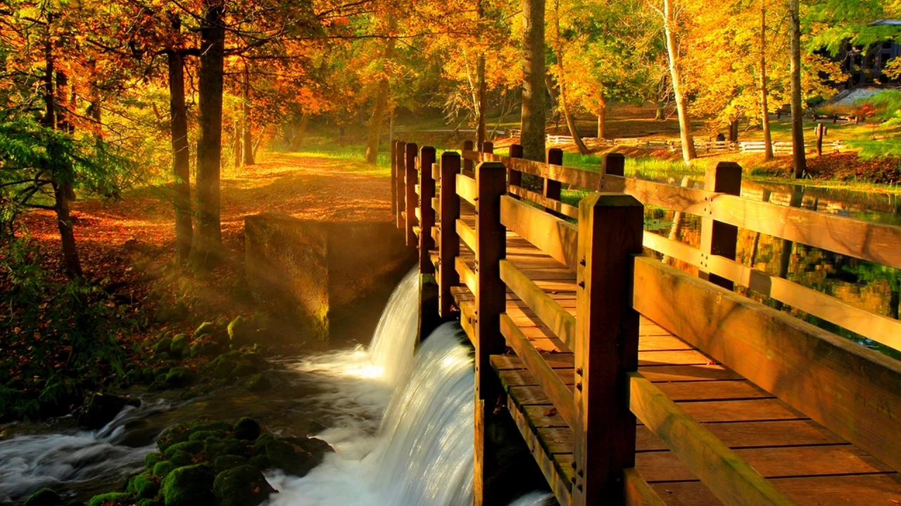 park, view, trees, river, autumn, bridge, walk, water, fall, nature, alley, hdr, leaves, forest