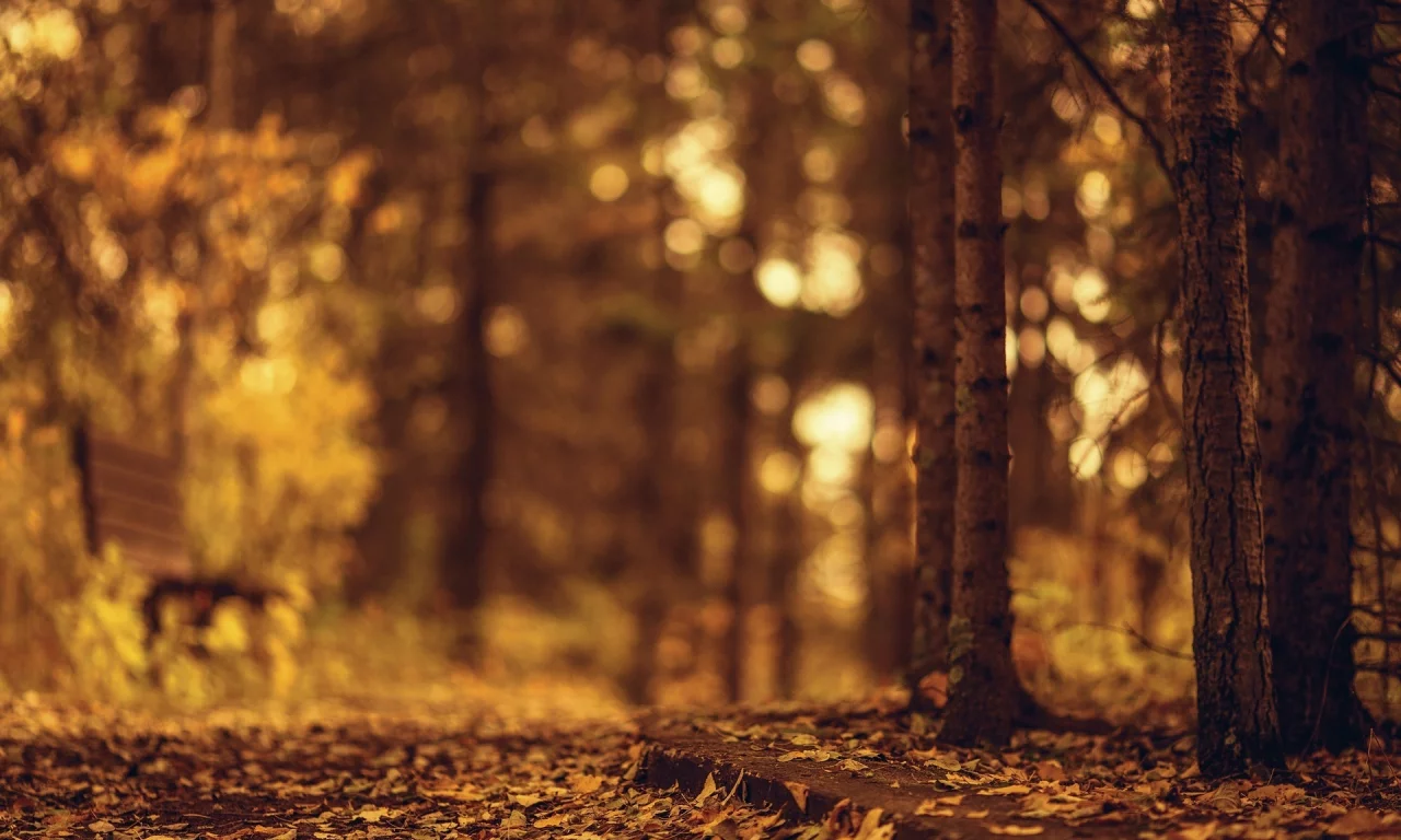 деревья, листочки, листья, autumn, дерево, осень, природа
