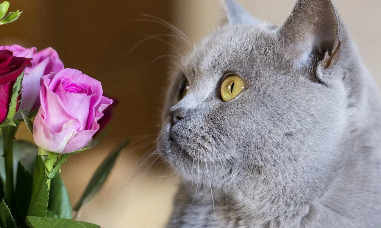 котёнок, роза