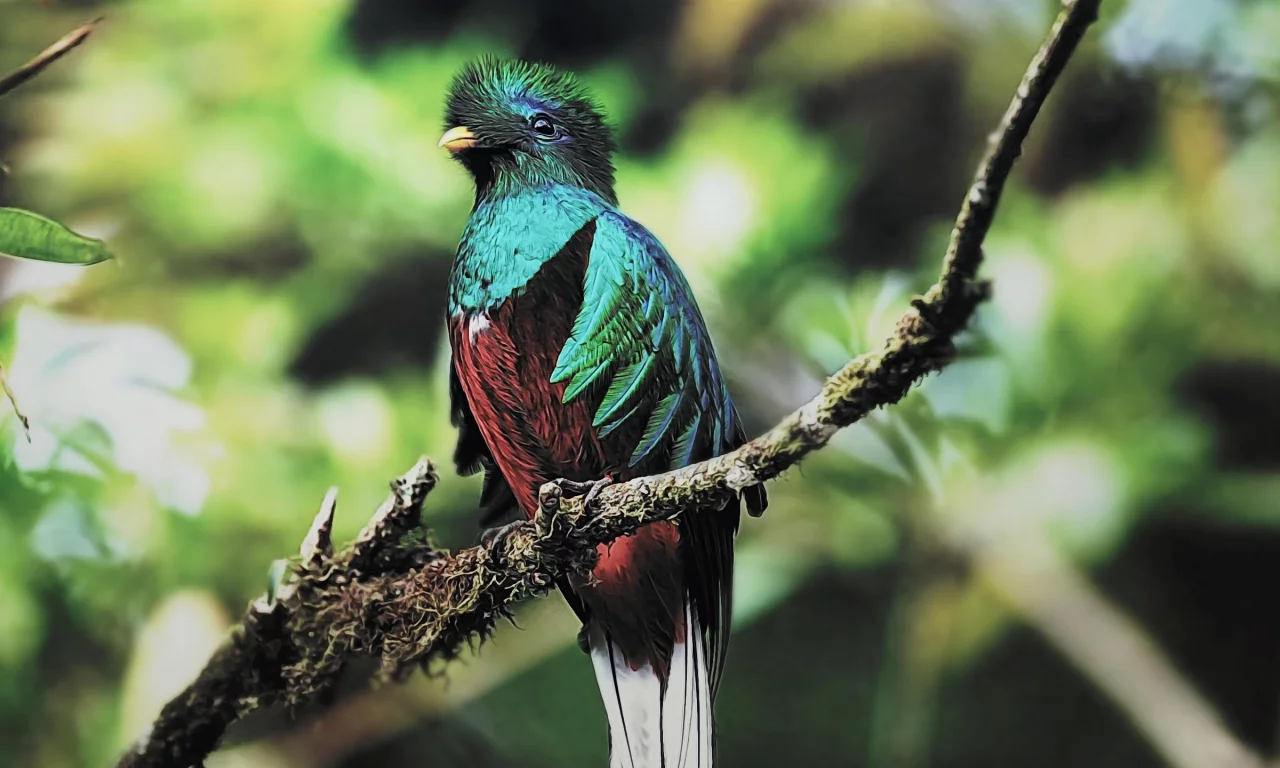 Quetzal, guatemala