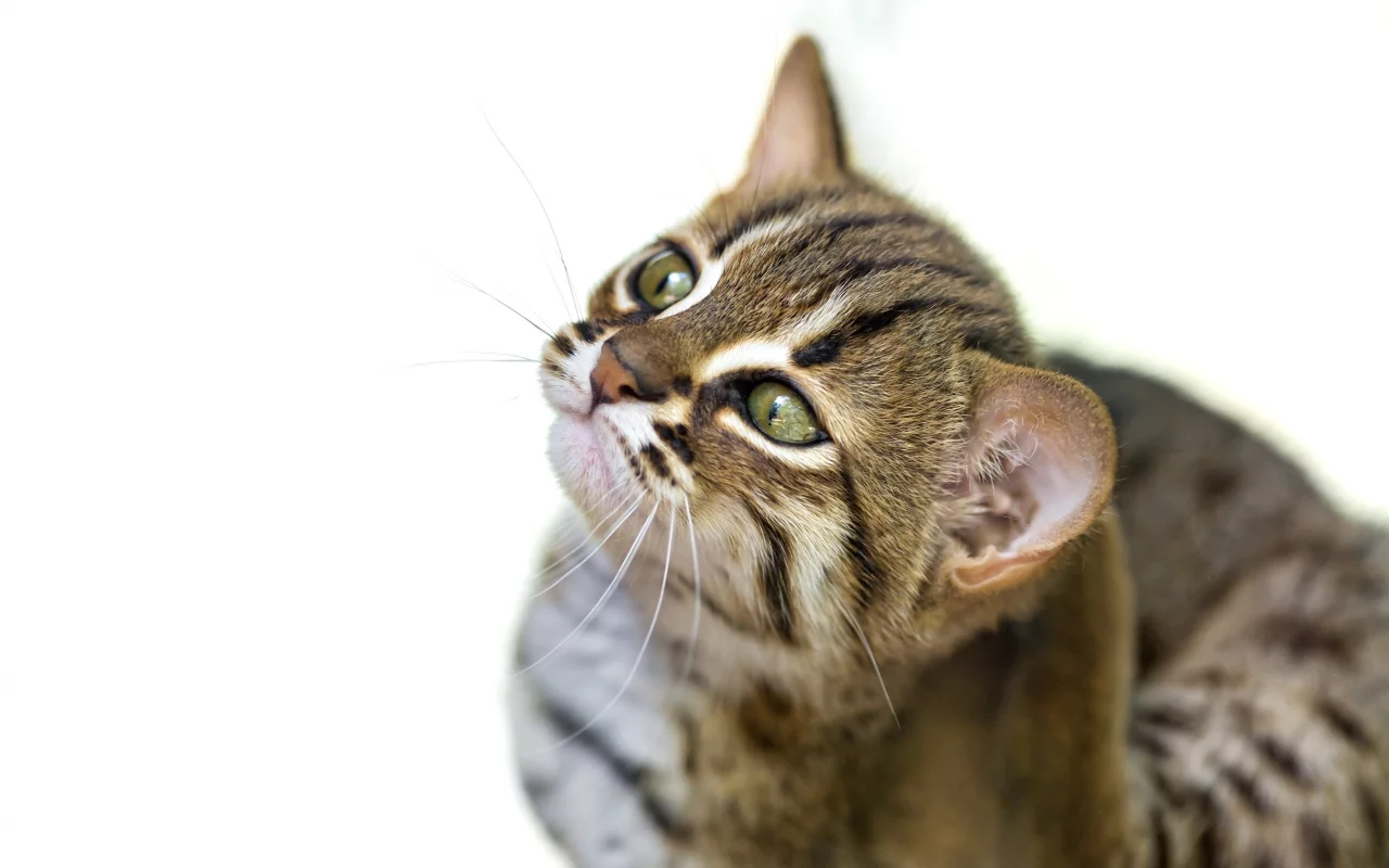 дикая, кошка, фон