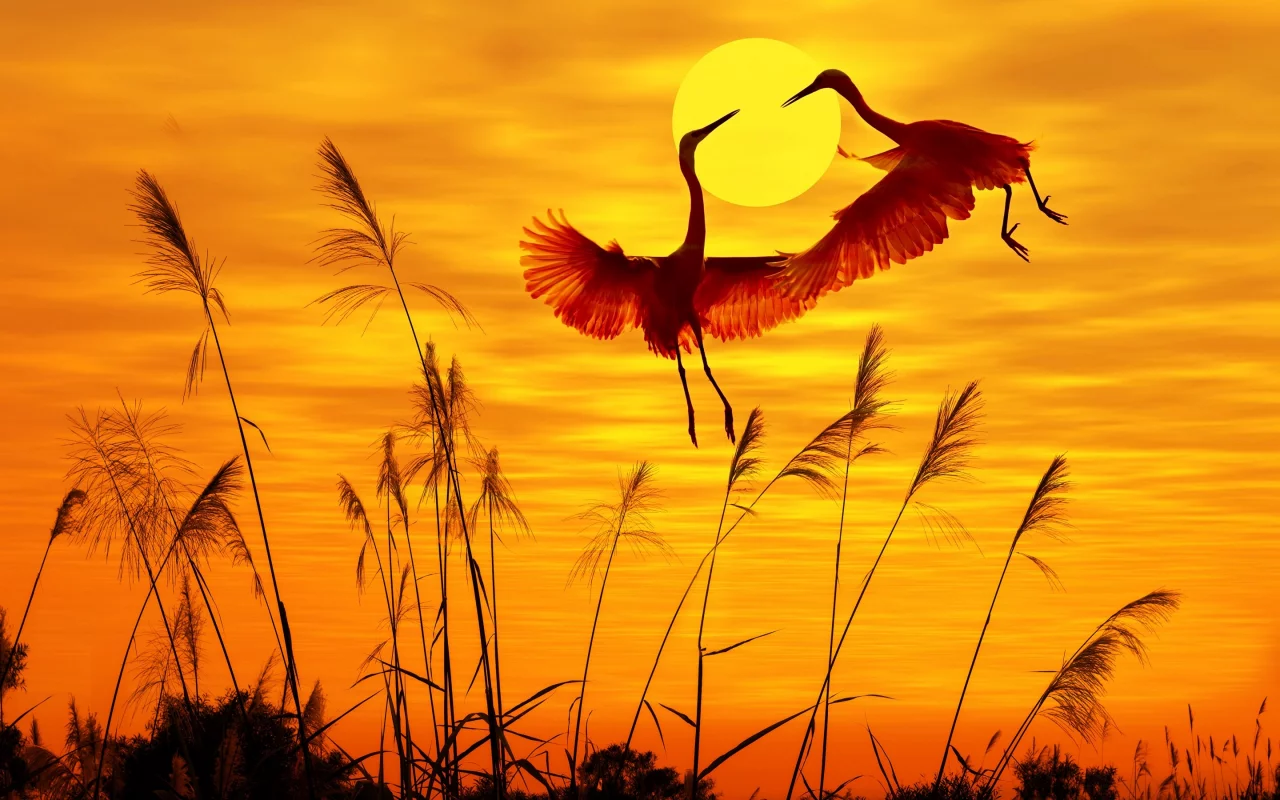 birds, sunlight, sunset sky, flying birds, птицы, солнечный свет, закат небо, летающих птиц
