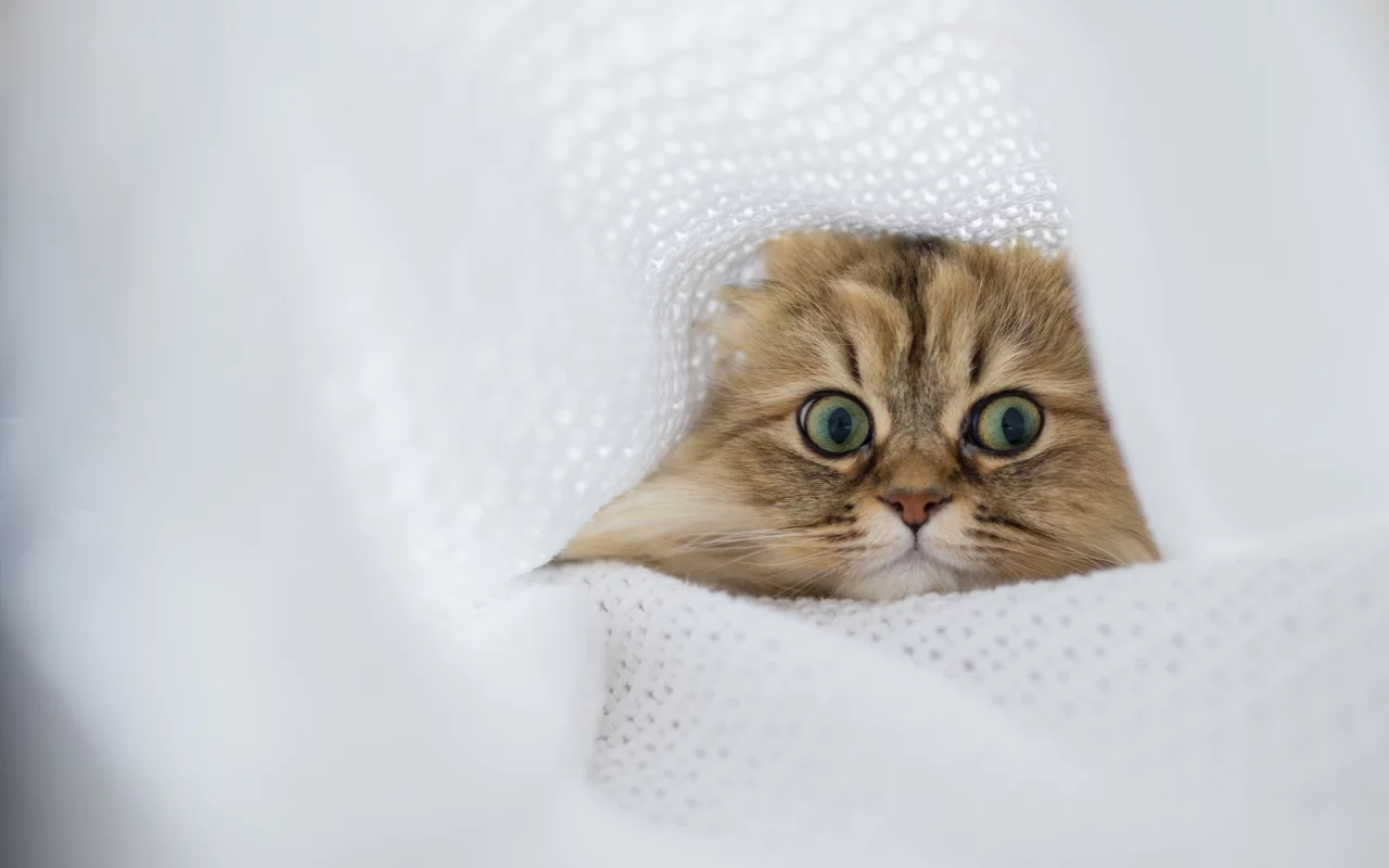 кот, взгляд, ткань