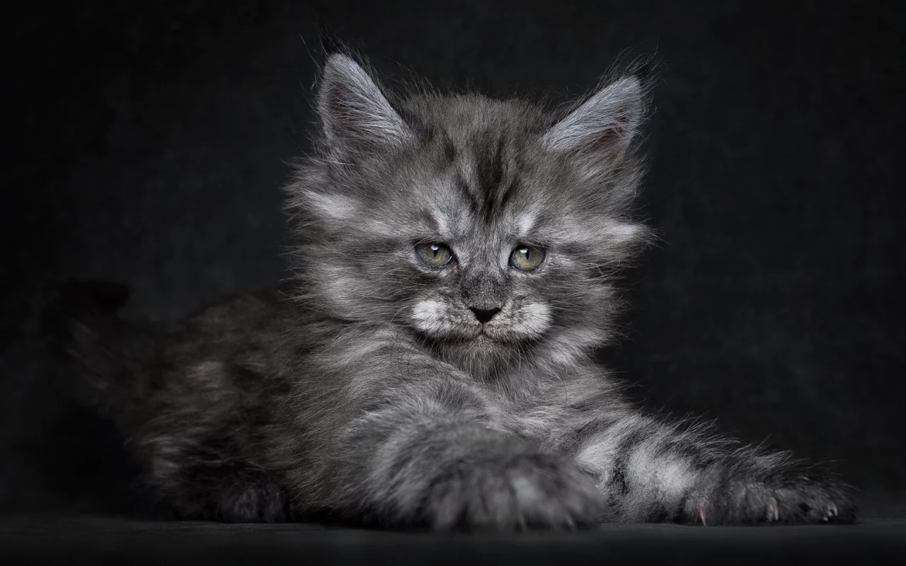котёнок, мей-кун