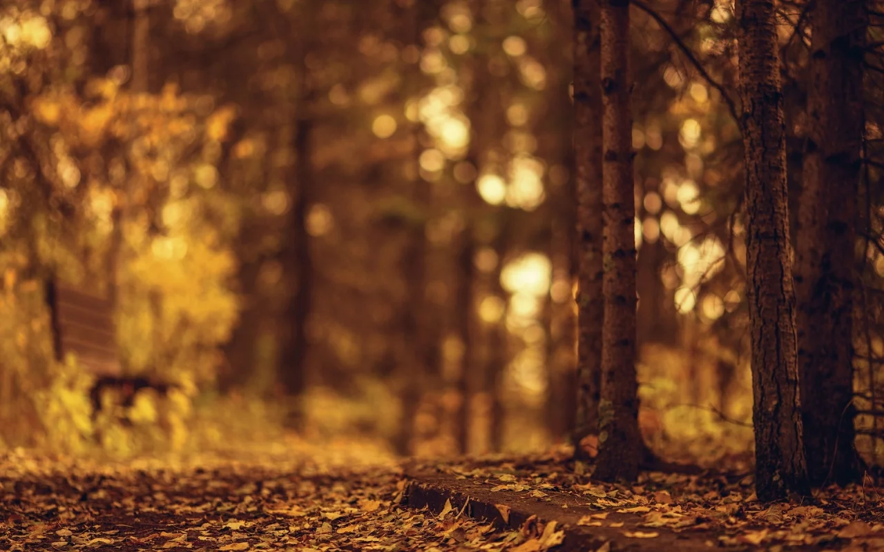 деревья, листочки, листья, autumn, дерево, осень, природа