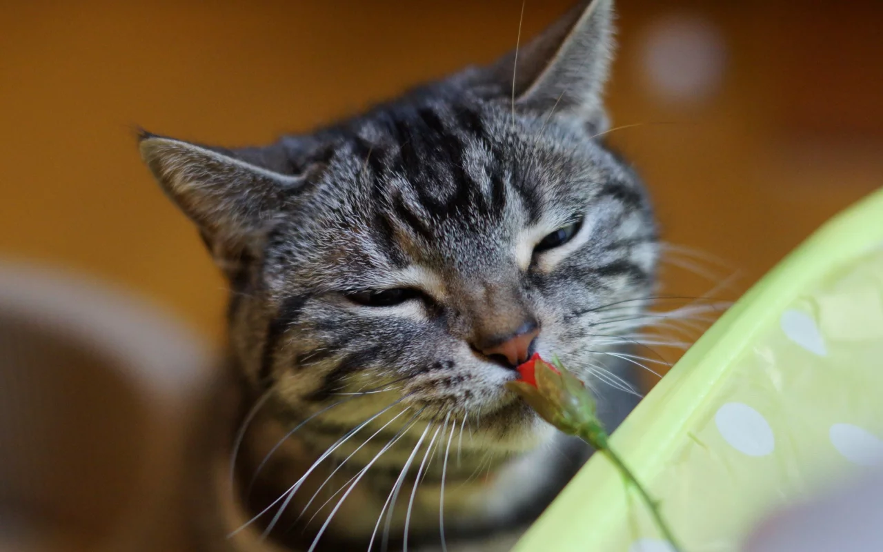 кот, кошак, котяра, цветок