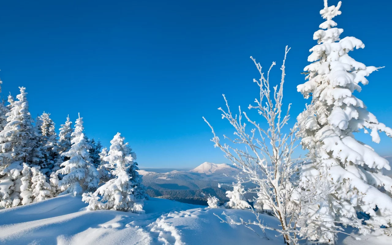 следы, деревья, snow, снег, зима, елки, дерево, природа, winte