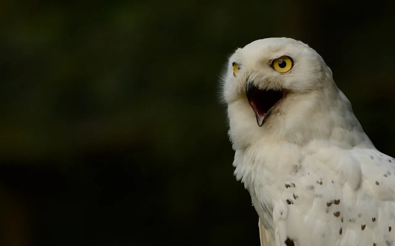 полярная сова, белая сова, snowy owl