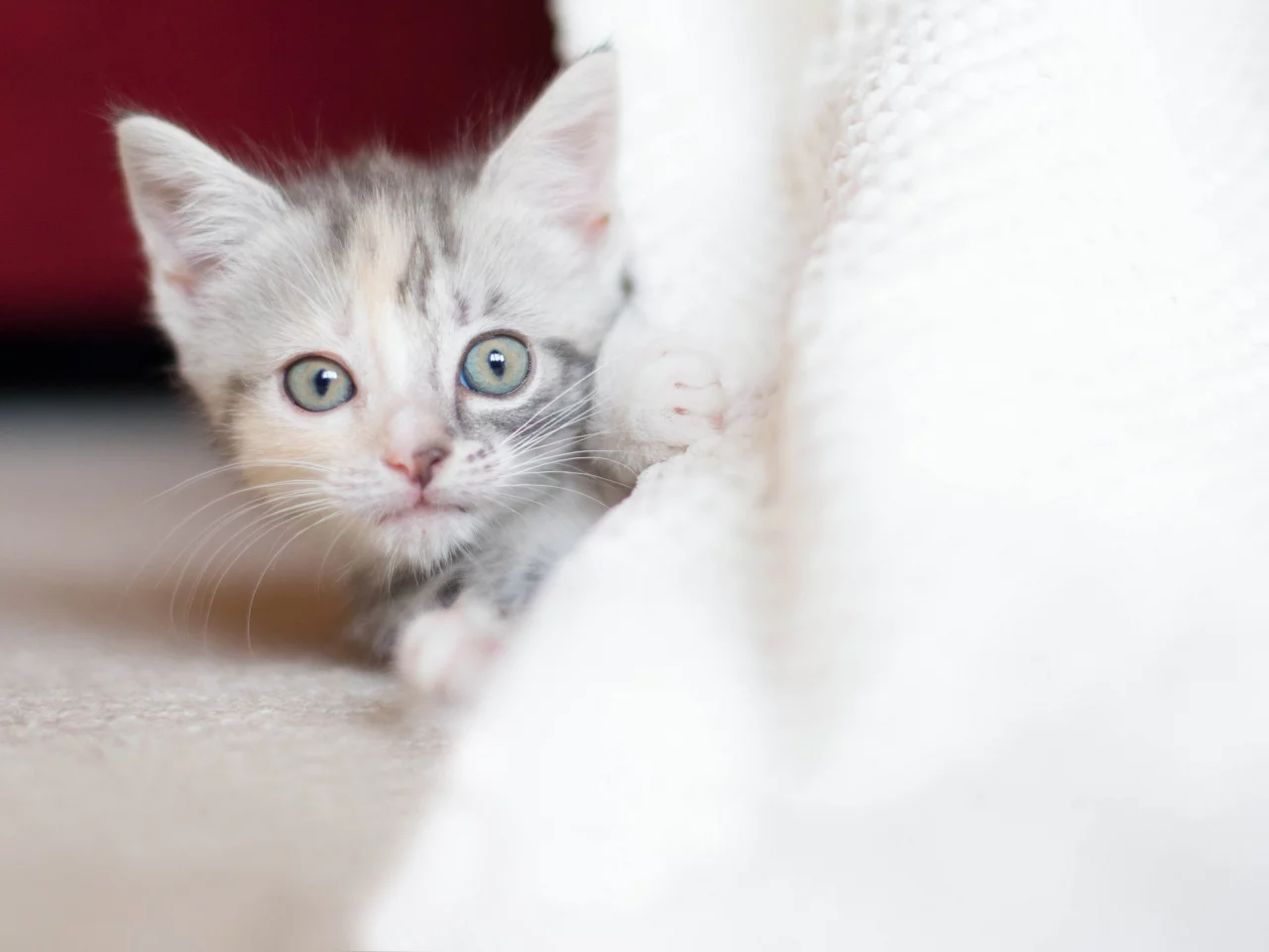 малыш, котенок, взгляд, трехцветный