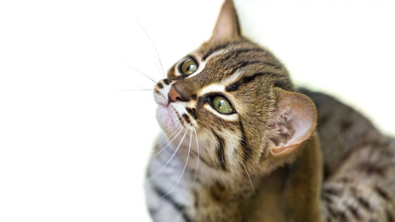 дикая, кошка, фон