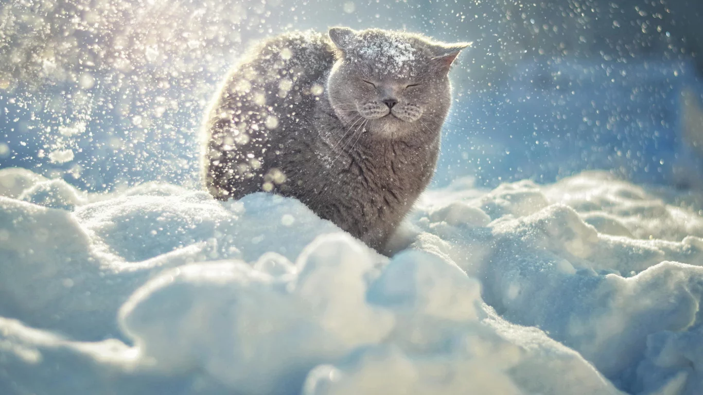 зима, кот, снег, кошка, животные