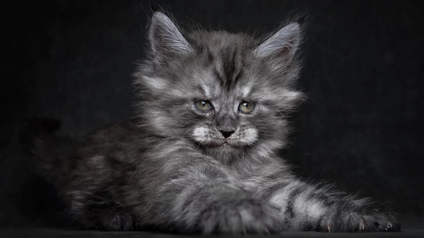 котёнок, мей-кун