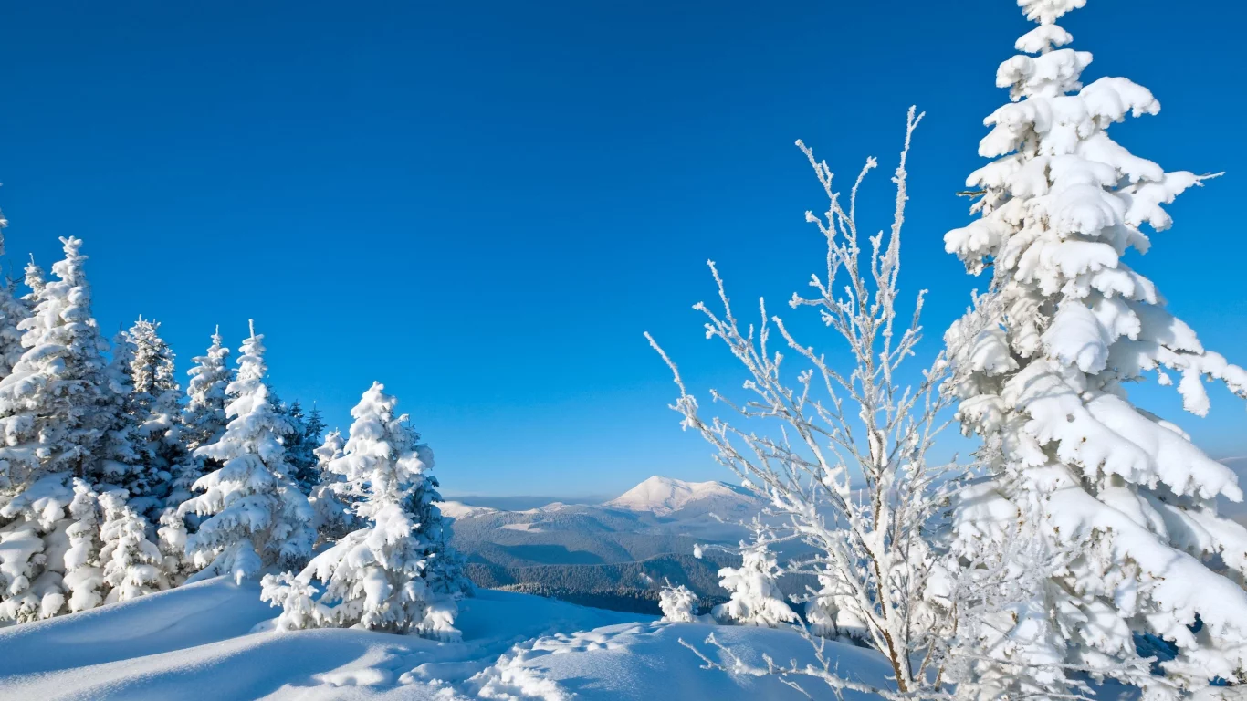 следы, деревья, snow, снег, зима, елки, дерево, природа, winte