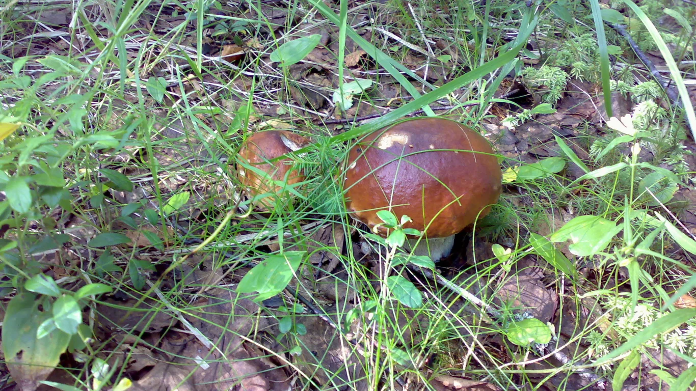 Грибы, лес