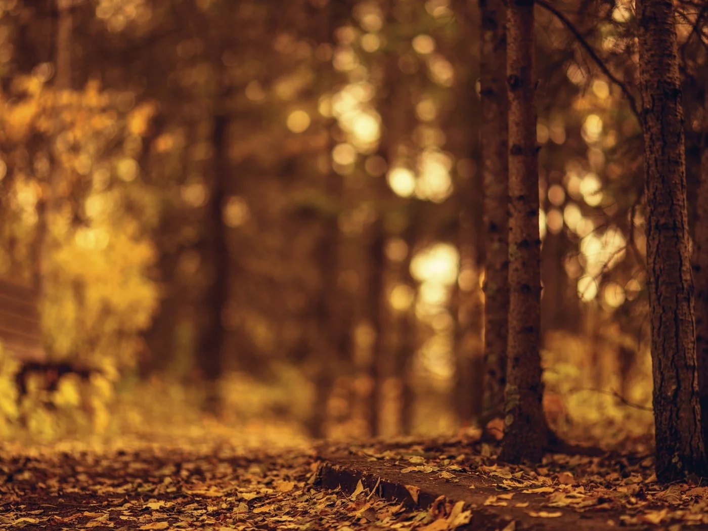 деревья, листочки, листья, autumn, дерево, осень, природа