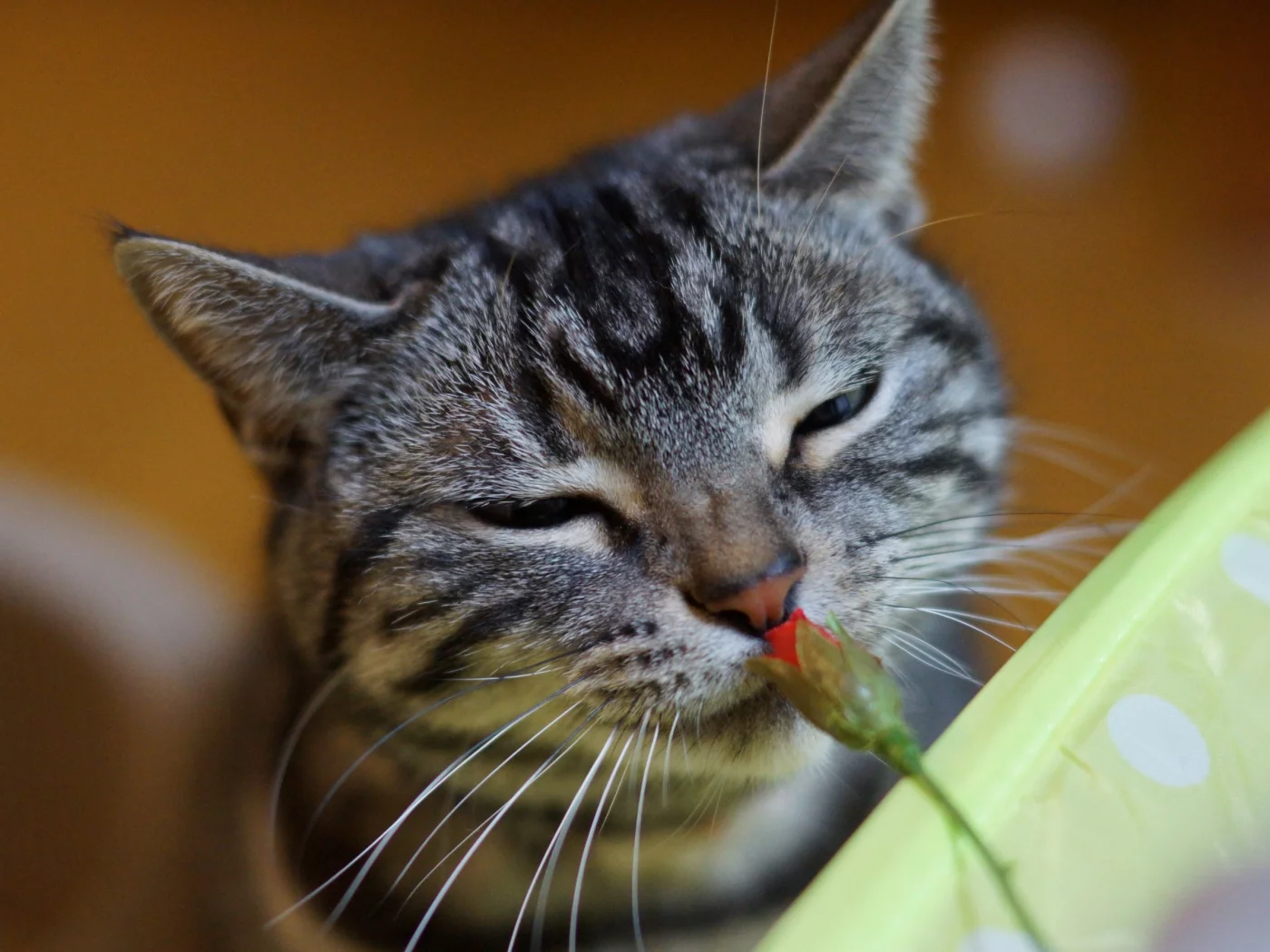 кот, кошак, котяра, цветок