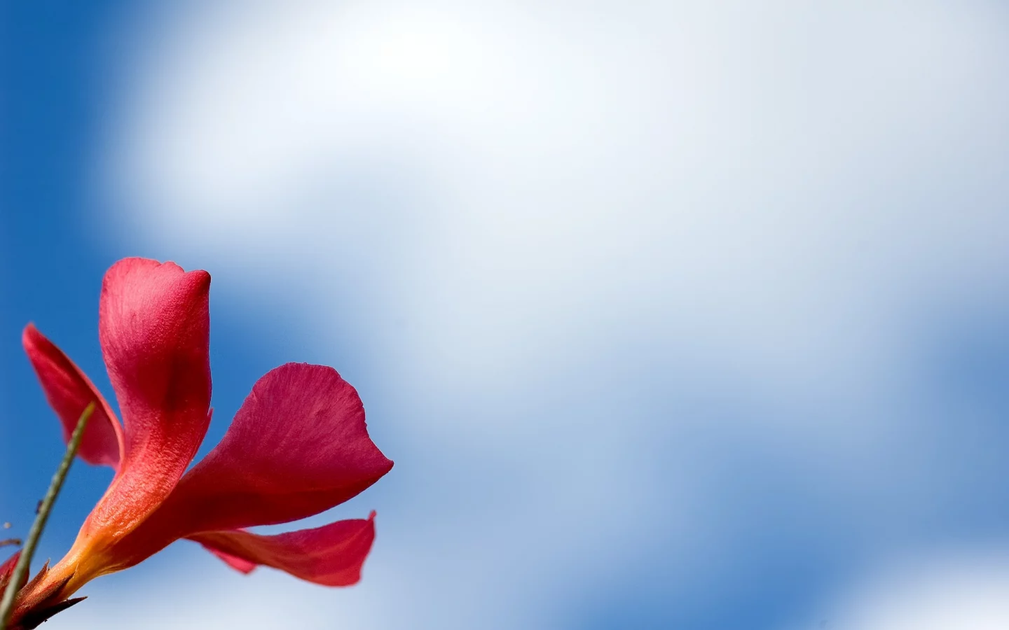 цветок, обои, фон, red, макро, flower, лепестки, красный, macro