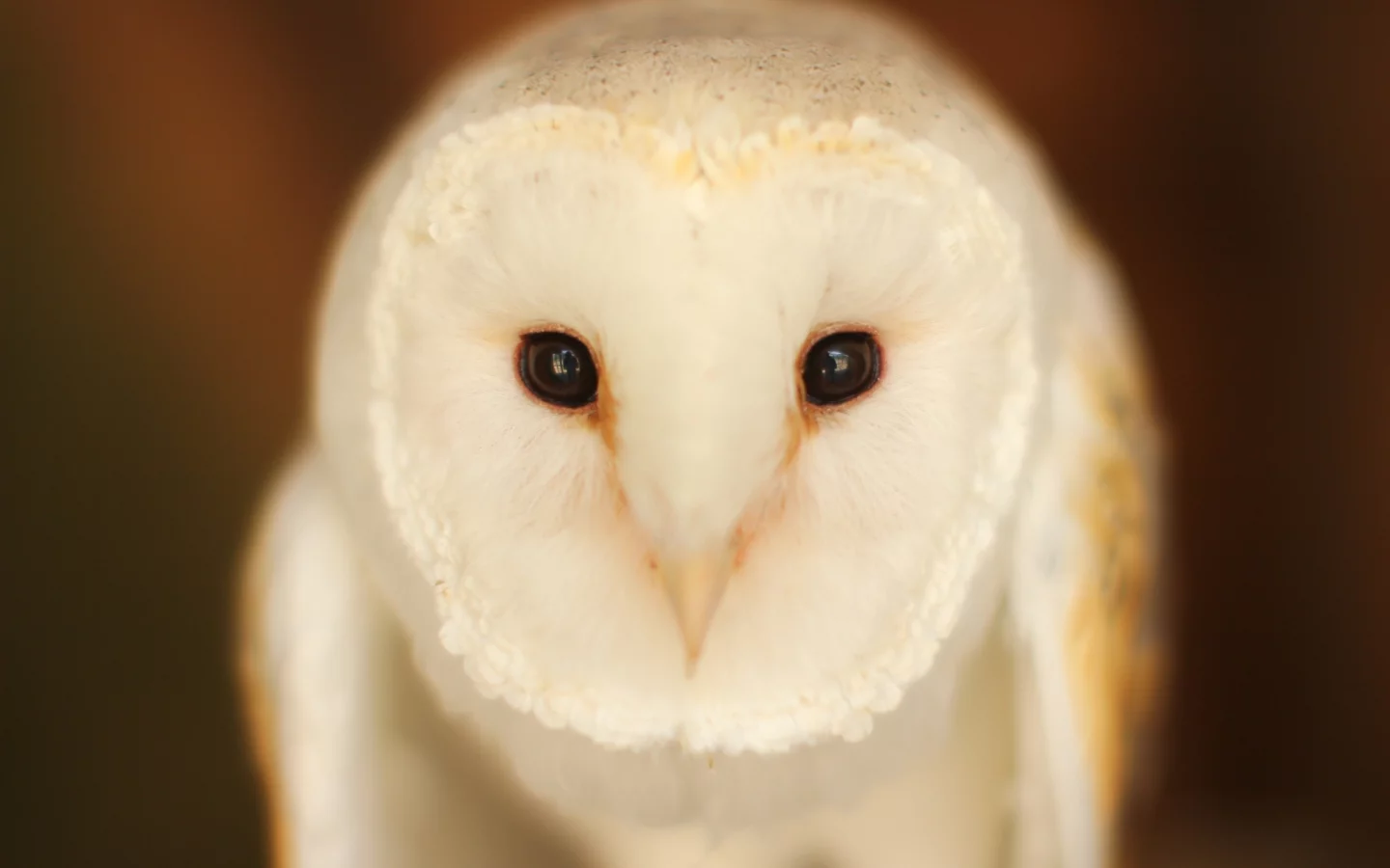 Barn Owl, птица, сова, взгляд