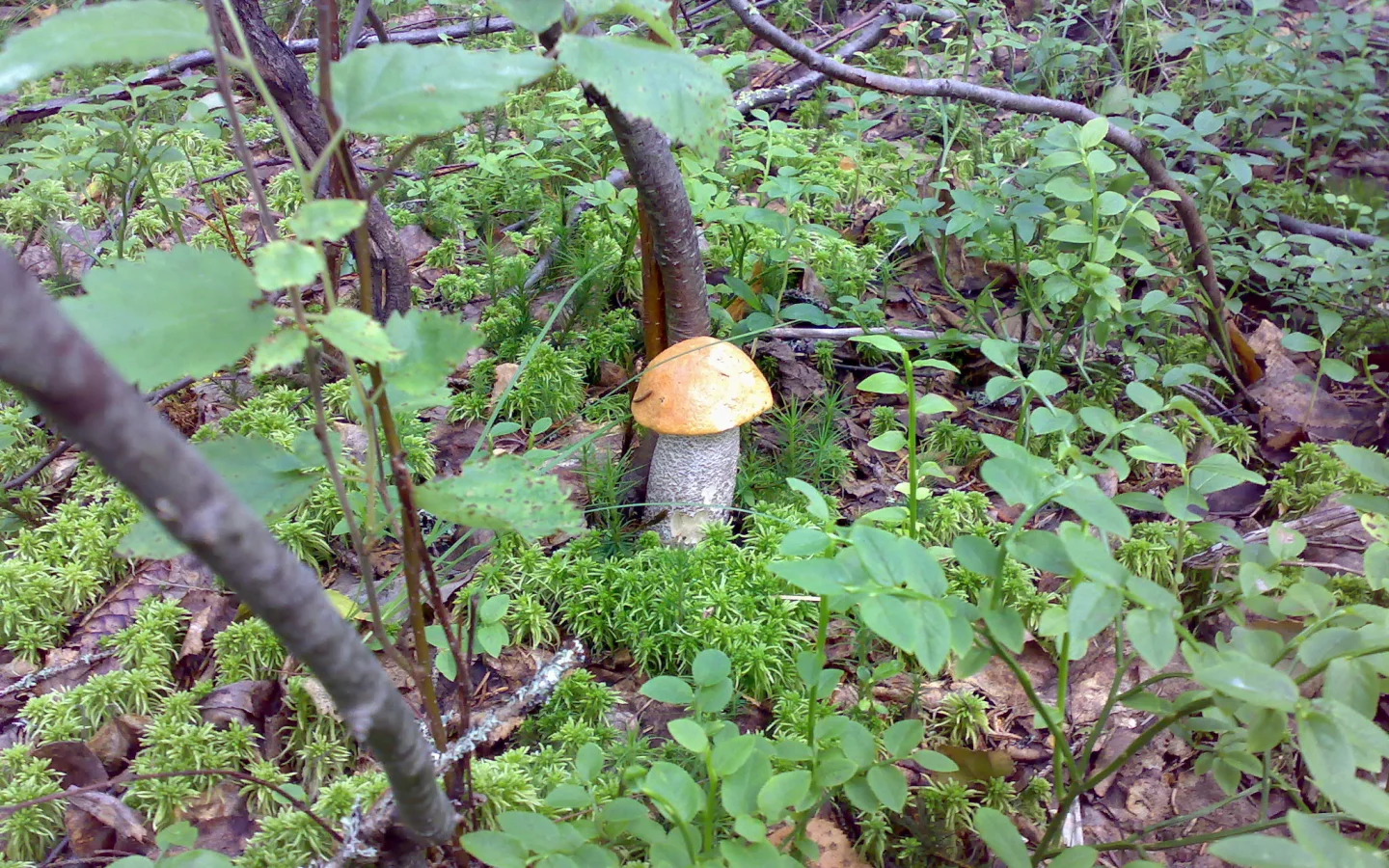 Грибы, лес