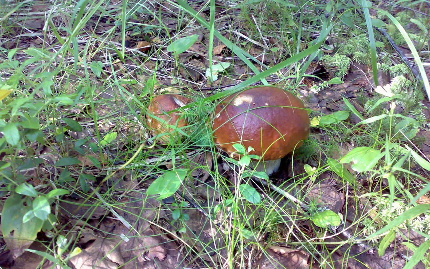 Грибы, лес
