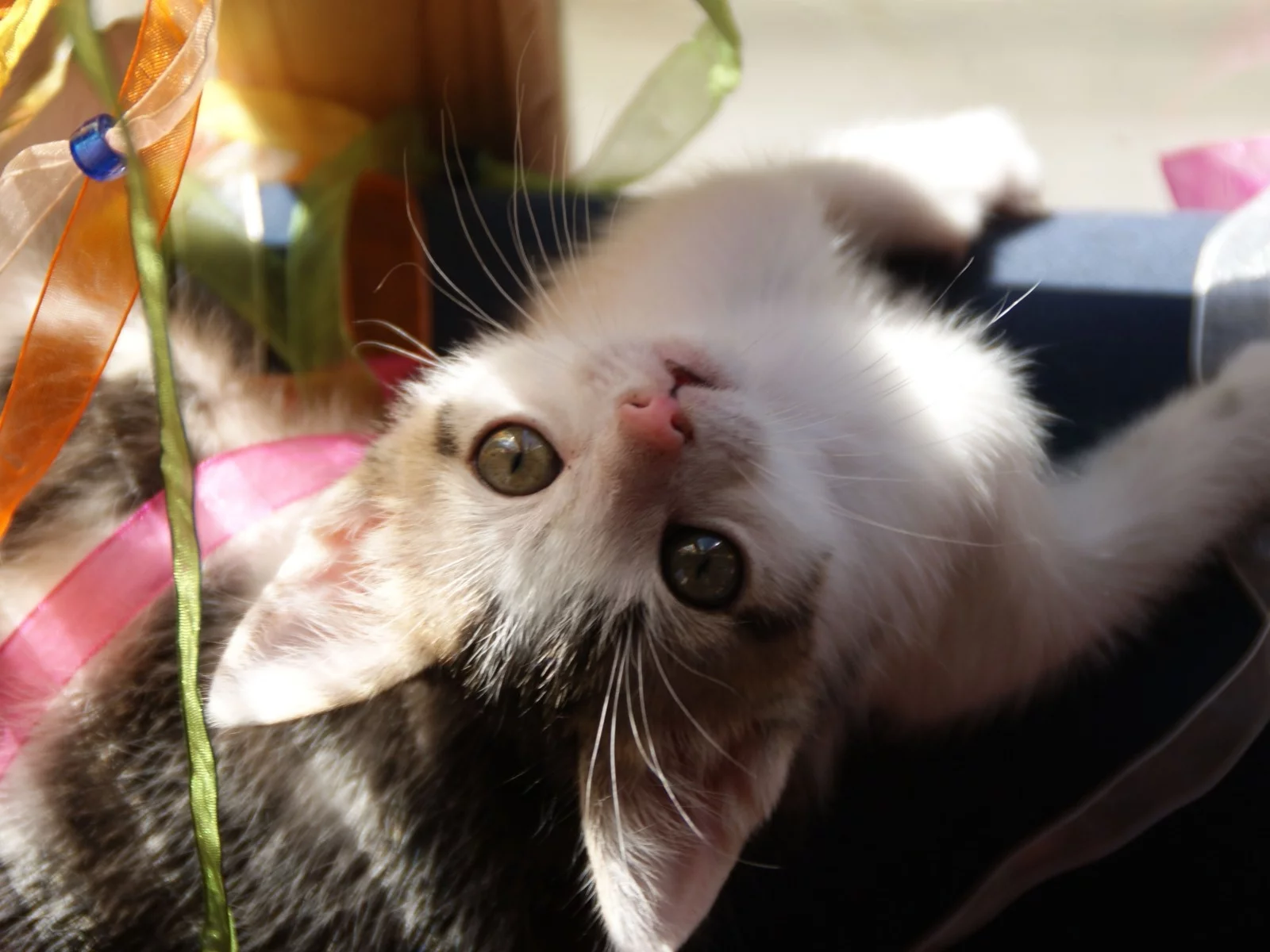 котенок, ленты, играет