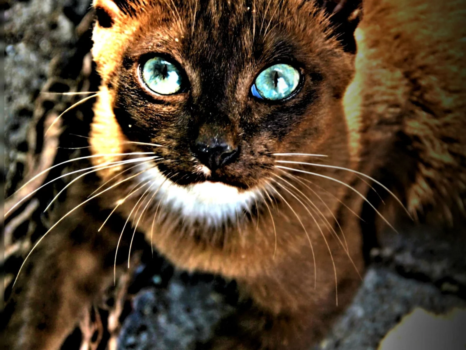кот, животные