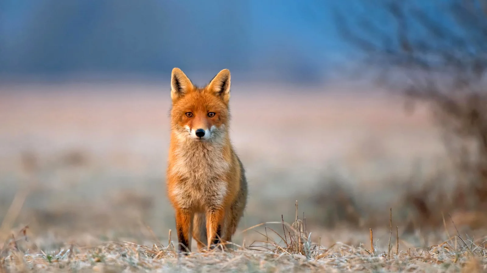 иней, fox, трава, животное, взгляд, природа, лиса