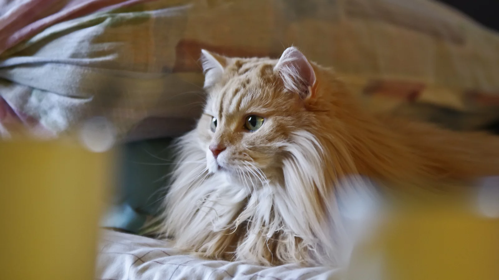 рыжий, пушистый, кот, кошка, лежит