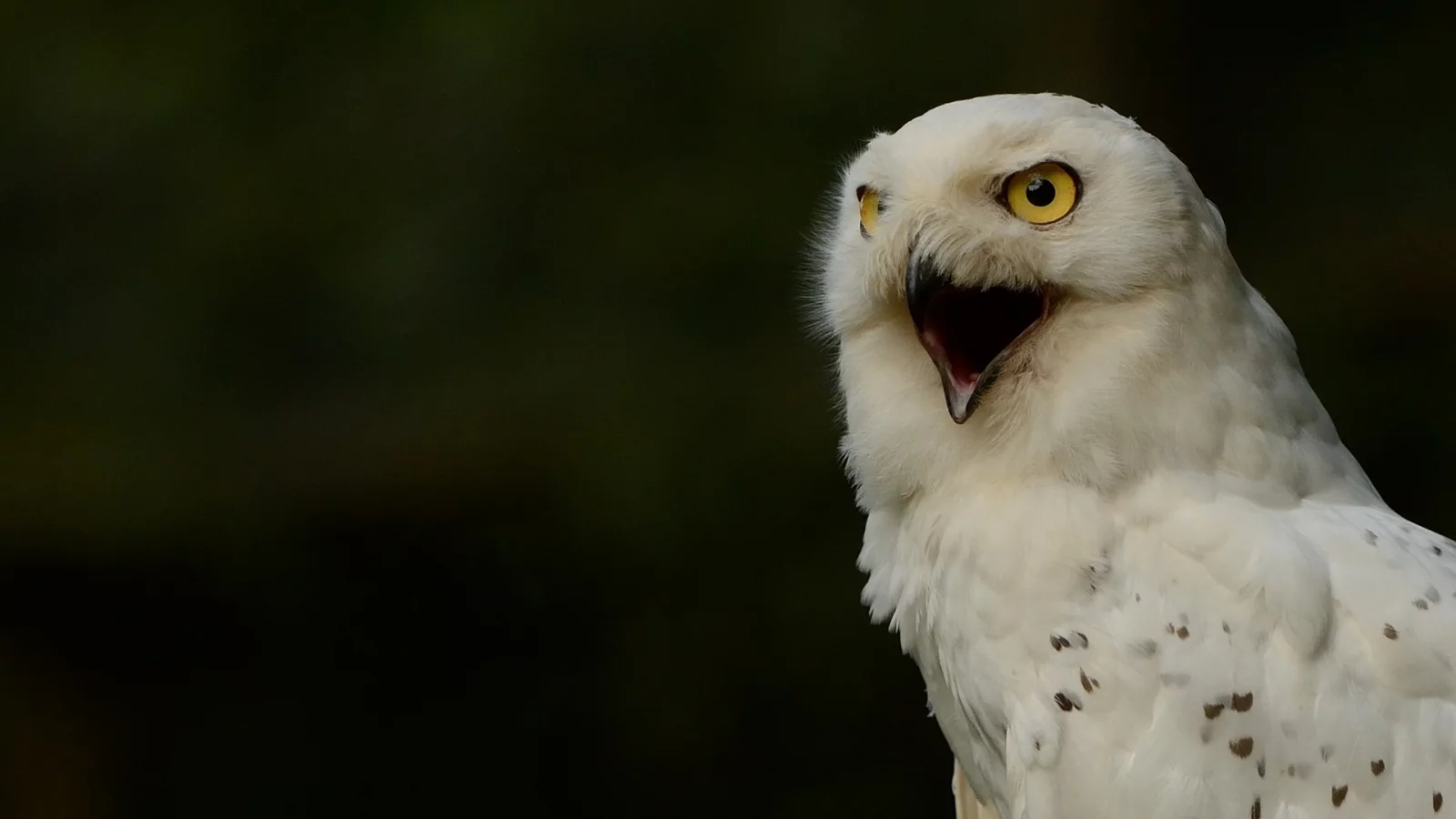 полярная сова, белая сова, snowy owl