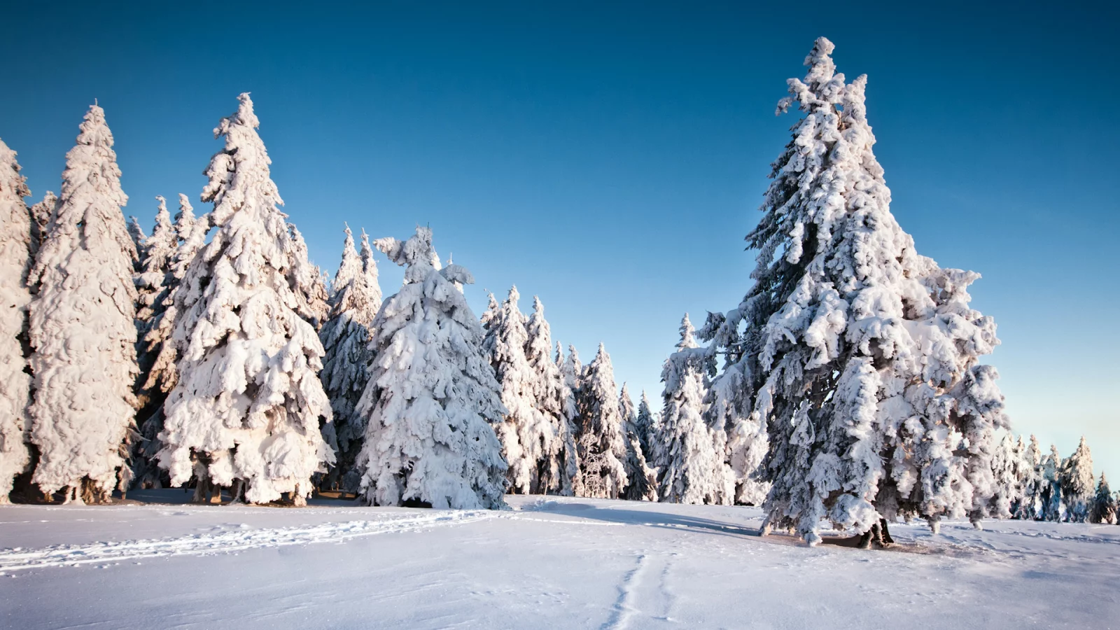 природа, елки, фон, ель, trees, деревья, снег, зима, winter, snow