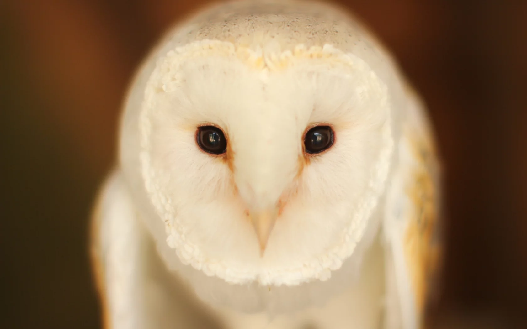Barn Owl, птица, сова, взгляд