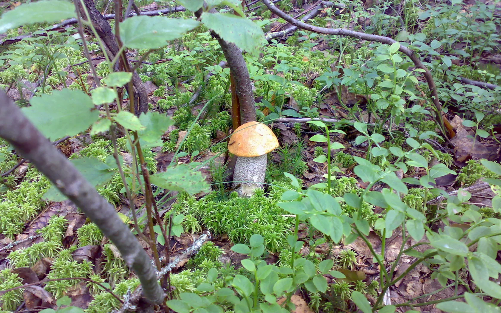 Грибы, лес